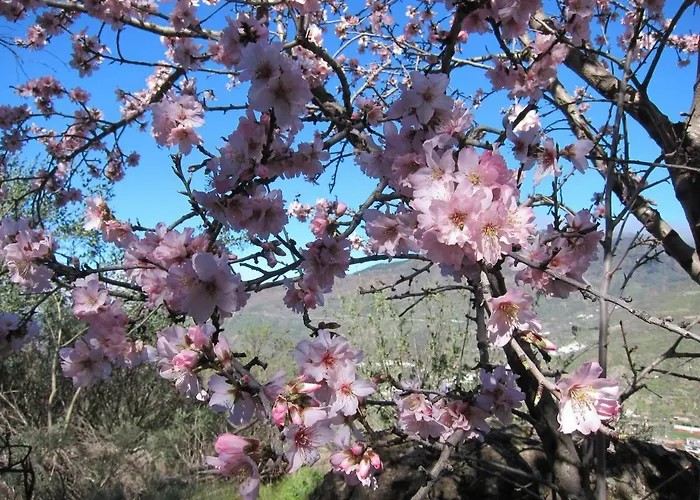 Deluxe * מספאלומס