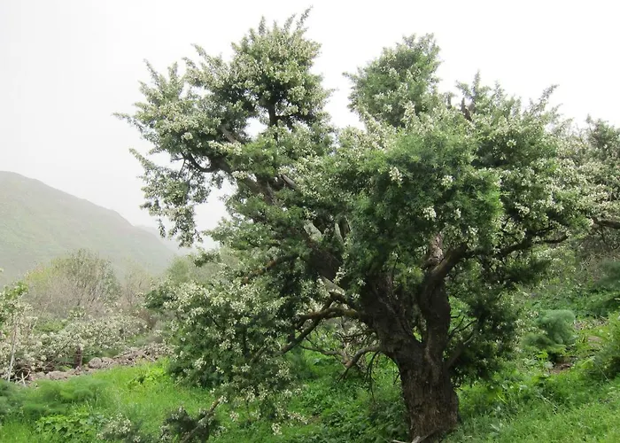 Deluxe 빌라 마스팔로마스